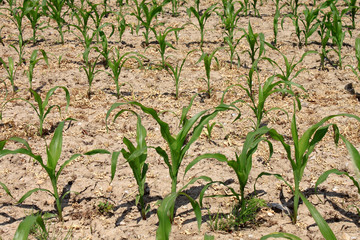 young maize field