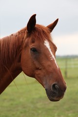 Fototapeta premium Englisches Reitpferd