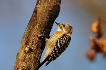 Japanese Pygmy Woodpecker