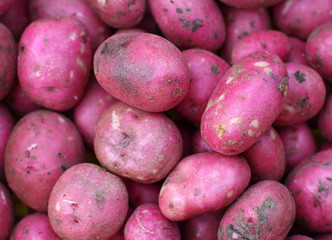 Red Potato Background