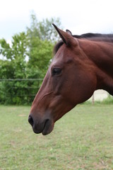 Obraz premium Pferdekopf