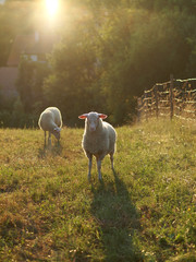 Schafe auf der Weide