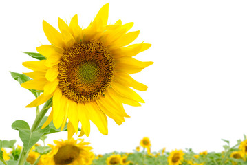 Obraz premium sunflower