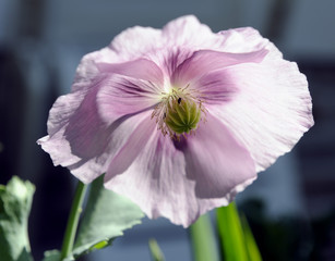 Fototapeta premium Schlafmohn_d2733