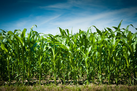 Maisfeld