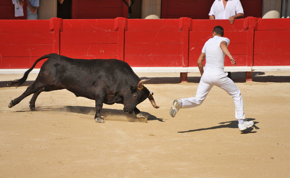 course camarguaise