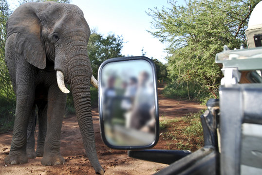 Fototapeta safari  nel parco Chobe