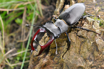 stag beetle