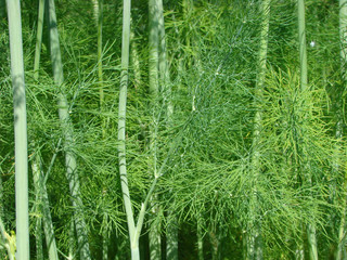 Stalk and fennel leaves. A structure