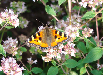 Motley butterfly Aglais urticae on inflorescences