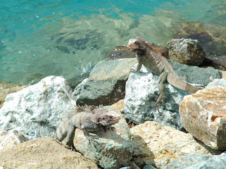 Two Iguanas