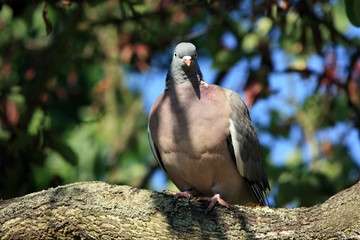 pigeon on tree