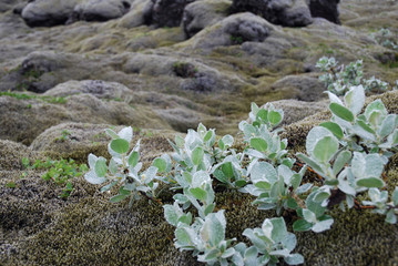 Iceland lava covered with moss