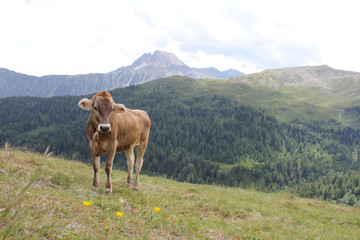 Fototapeta na wymiar Glückliche Kühe auf einer hochalm .