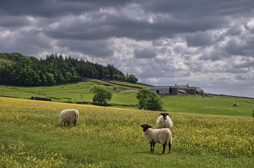 Sheep in English Hay Meadow