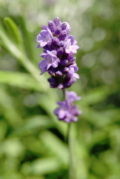 Lavendula