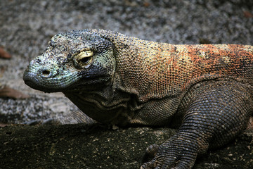 Obraz premium Komodo Dragon