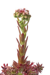 Sempervivum plant with flowers
