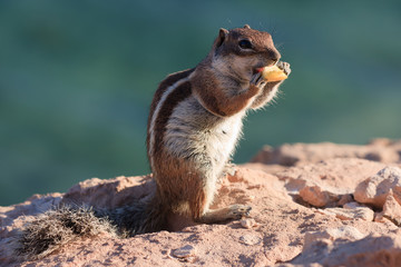 Atlashörnchen