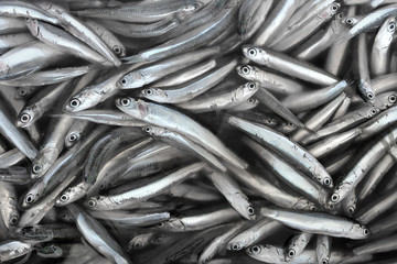 Fototapeta premium pesce azzurro