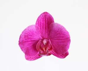 Naklejka na ściany i meble Pink moth orchid isolated on white
