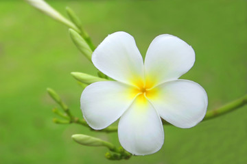 Obraz na płótnie Canvas Frangipani Flower