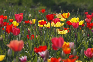 Tulpen-Mischung im Gegenlicht - Tulip mix