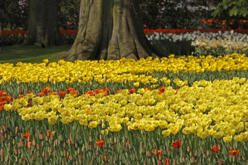 Gelbe Tulpen im Park  - Yellow tulips in the park