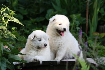 Samojede Welpen