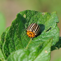 Doryphore adulte