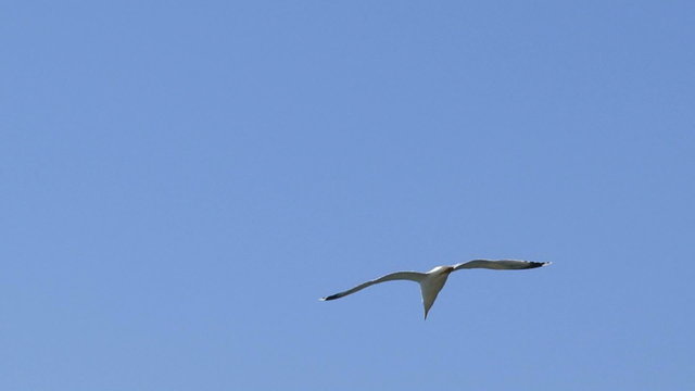 Floating seagull