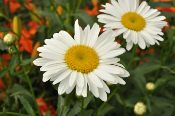 Obraz premium Shasta Daisy