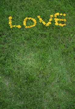 Love written in dandelion flowers