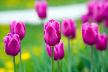 blooming tulips in springtime