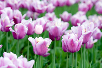 blooming tulips in springtime