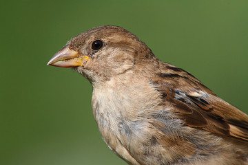 House Sparrow