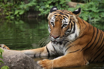 Fototapeta na wymiar Panthera Tigris