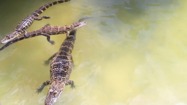 Alligator Feeding One