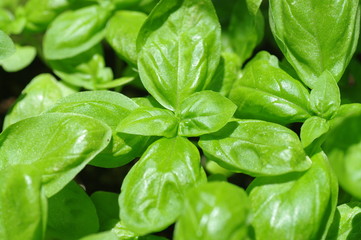 バジルの葉