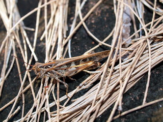 Grasshopper in a grass, Vietnam, island Phu Quoc 4