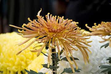 菊