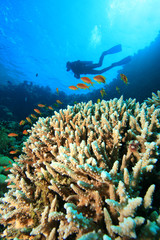 Fototapeta na wymiar Scuba Diver explores a coral reef