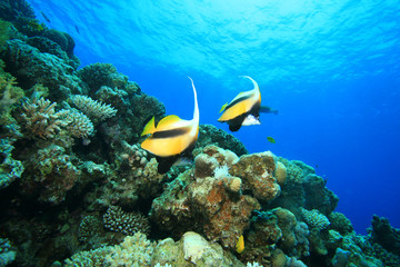 Fototapeta na wymiar Red Sea Bannerfish