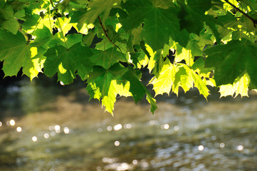 Blätter am Bach