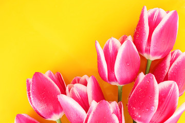 Fototapeta premium Bouquet of tulips and as a background for post card