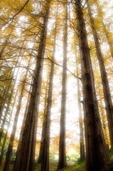 紅葉のメタセコイア