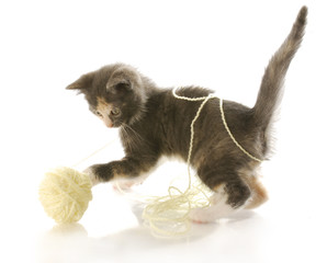 Fototapeta premium kitten playing with yarn