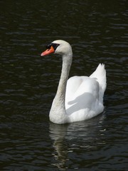 Obraz premium Cygne