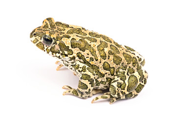 Fototapeta premium Colorful toad isolated on white background