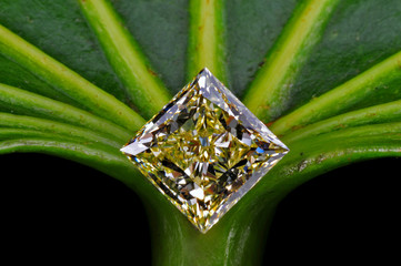Diamant auf einem grünen Blatt